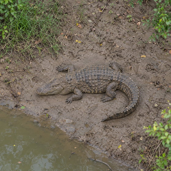 mugger crocodile