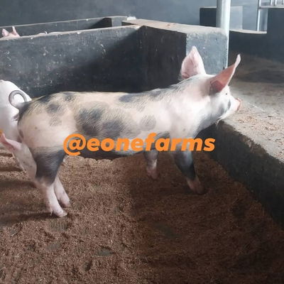 Oink profile picture