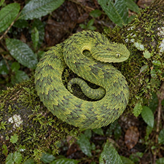 variable bush viper
