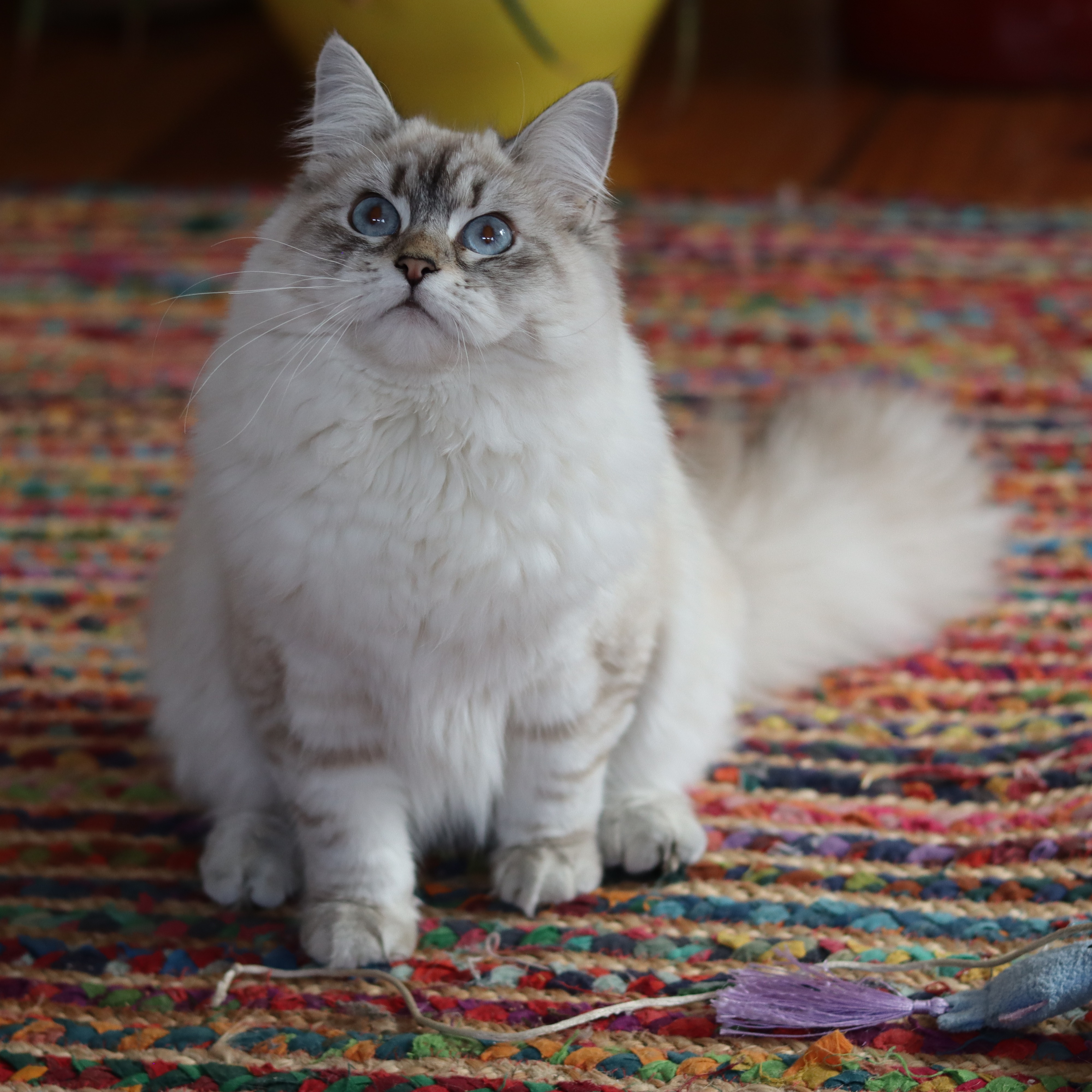 Dolly profile picture