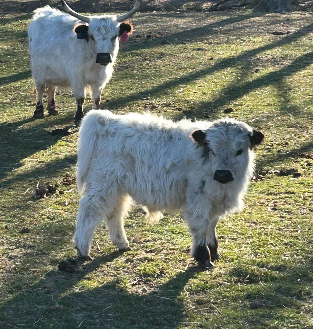 A Peculiar Farm Harley, photo 5
