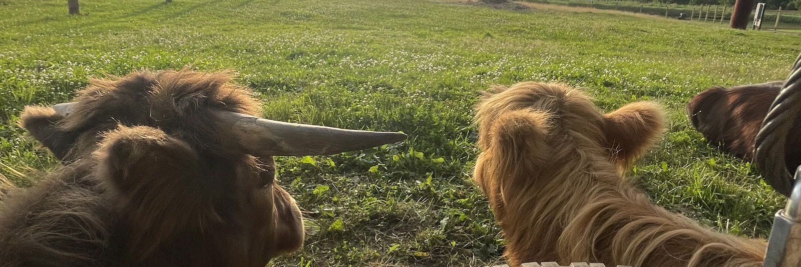 Ashley Shinkwin profile cover image