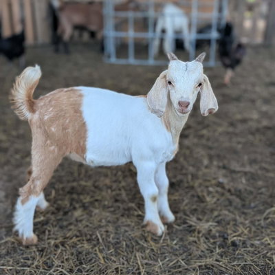 Cletus profile picture