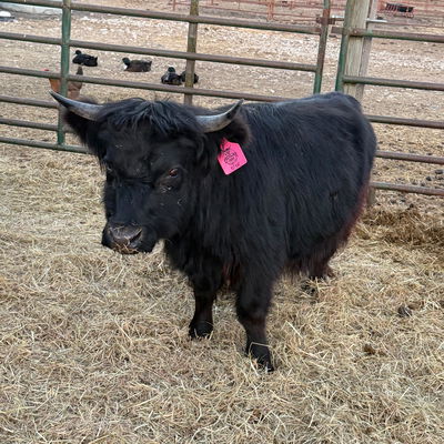 A Peculiar Farm Kit-Kat profile picture