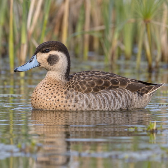 blue-billed teal