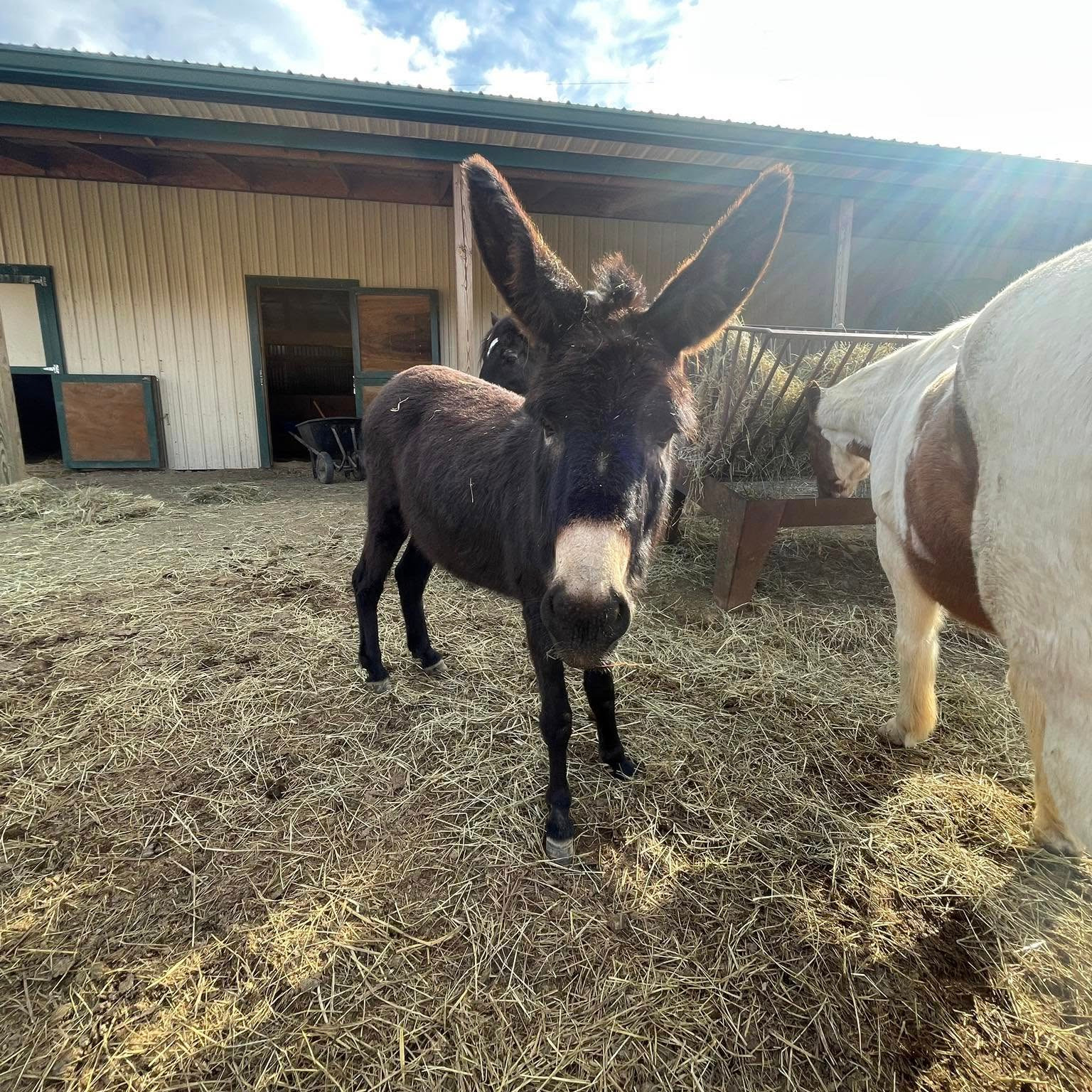 Cinder AKA Baby Donk