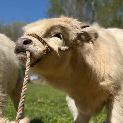 Shadow profile picture