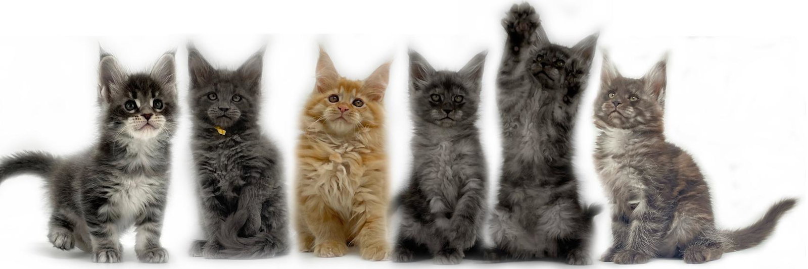 MaineCoonHut profile cover image