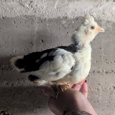 Frigate profile picture