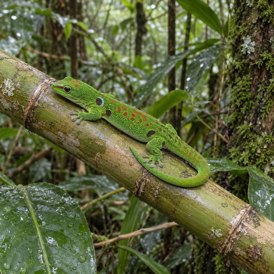 peacock day gecko