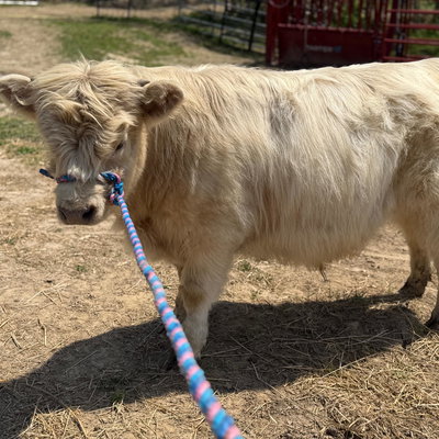 Mr. Steal your Girl profile picture