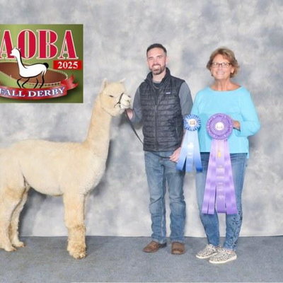 Stillmeadow Farm Candy's Scandal profile picture