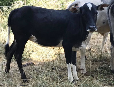 Smokey Valley Black Daphne profile picture