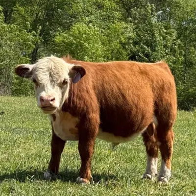 Copper profile picture