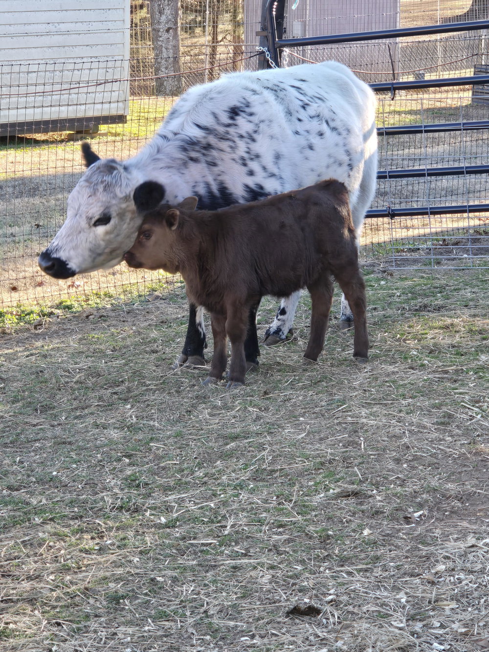 CCF Dun Gotta Remington "REMI", photo 3
