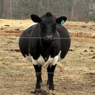 Inky profile picture