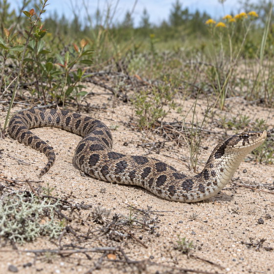 eastern hognose snake