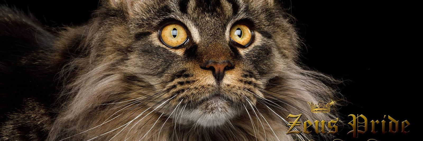 Zeuspride profile cover image