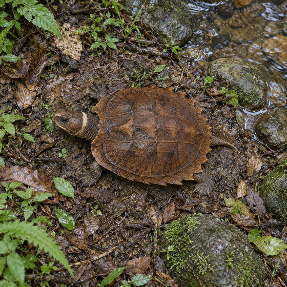 Philippine forest turtle
