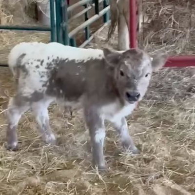 Four Caves Farm profile picture