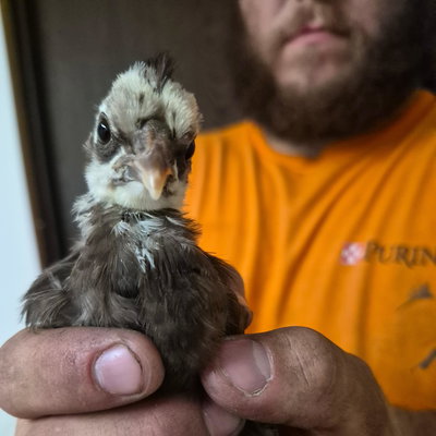 Chicky 11 profile picture