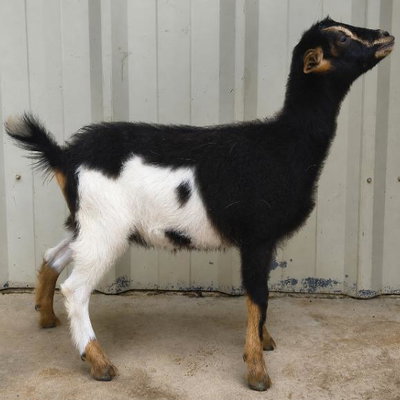 CFO-G's EL Betty profile picture