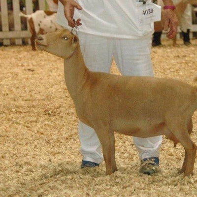 SG Farm Oldesouth Gold Sapphire 4*M profile picture