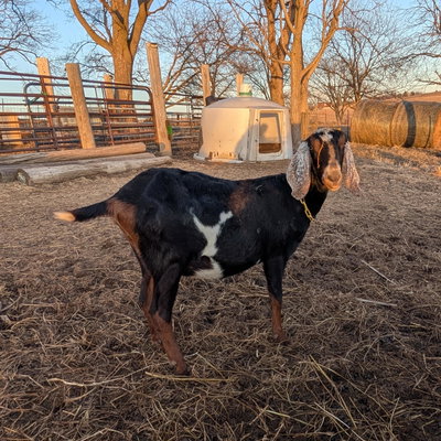 SCHMIDTS BREEZY DIXIE profile picture