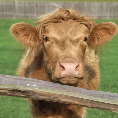 Apple profile picture