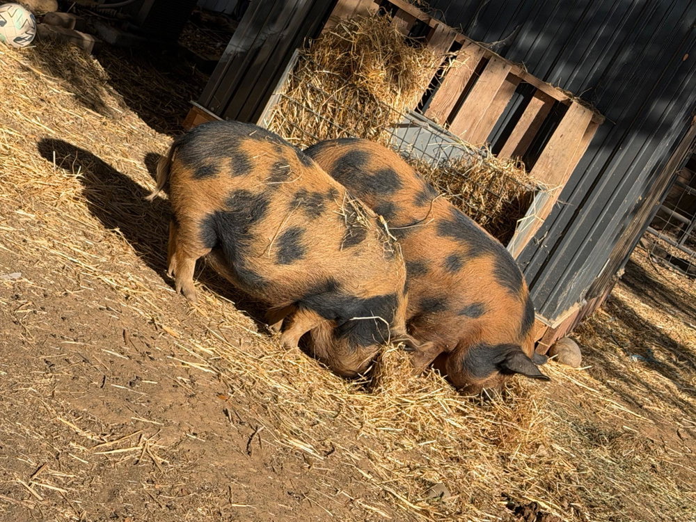 Farm Tour, photo 5