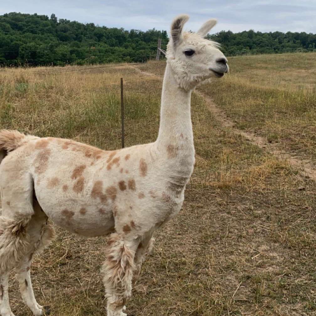 Toby's Chilean Chester