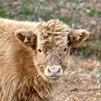 Seona profile picture