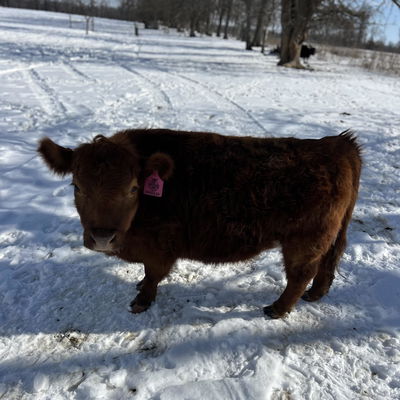 A Peculiar Farm Twizzler profile picture