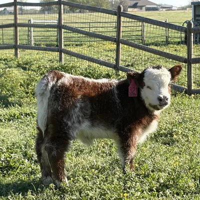 Raspberry profile picture