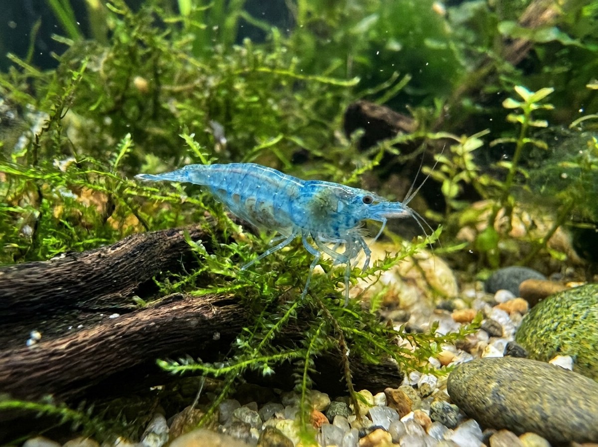 Blue Jelly