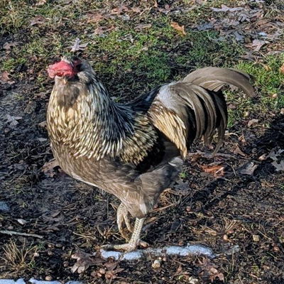 Tornãdo profile picture