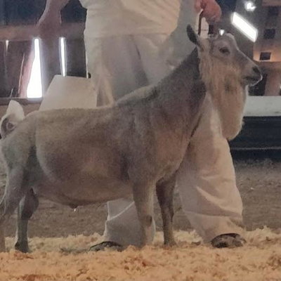 Lt-Farm Sa Heracles *B profile picture