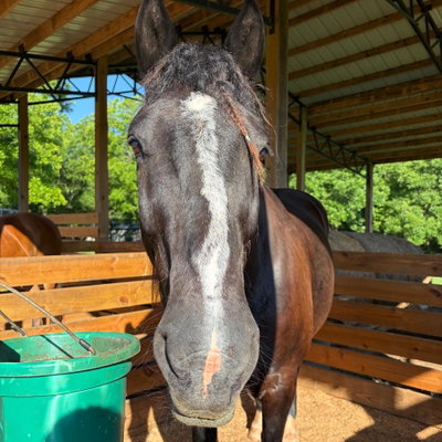 Sheriff profile picture