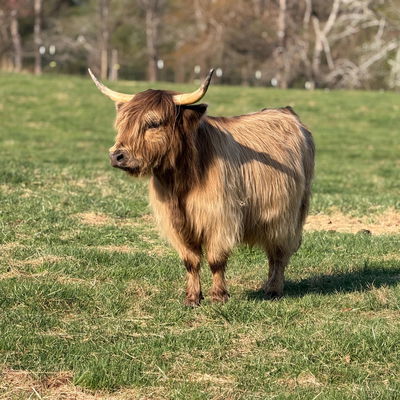 Buttercup profile picture