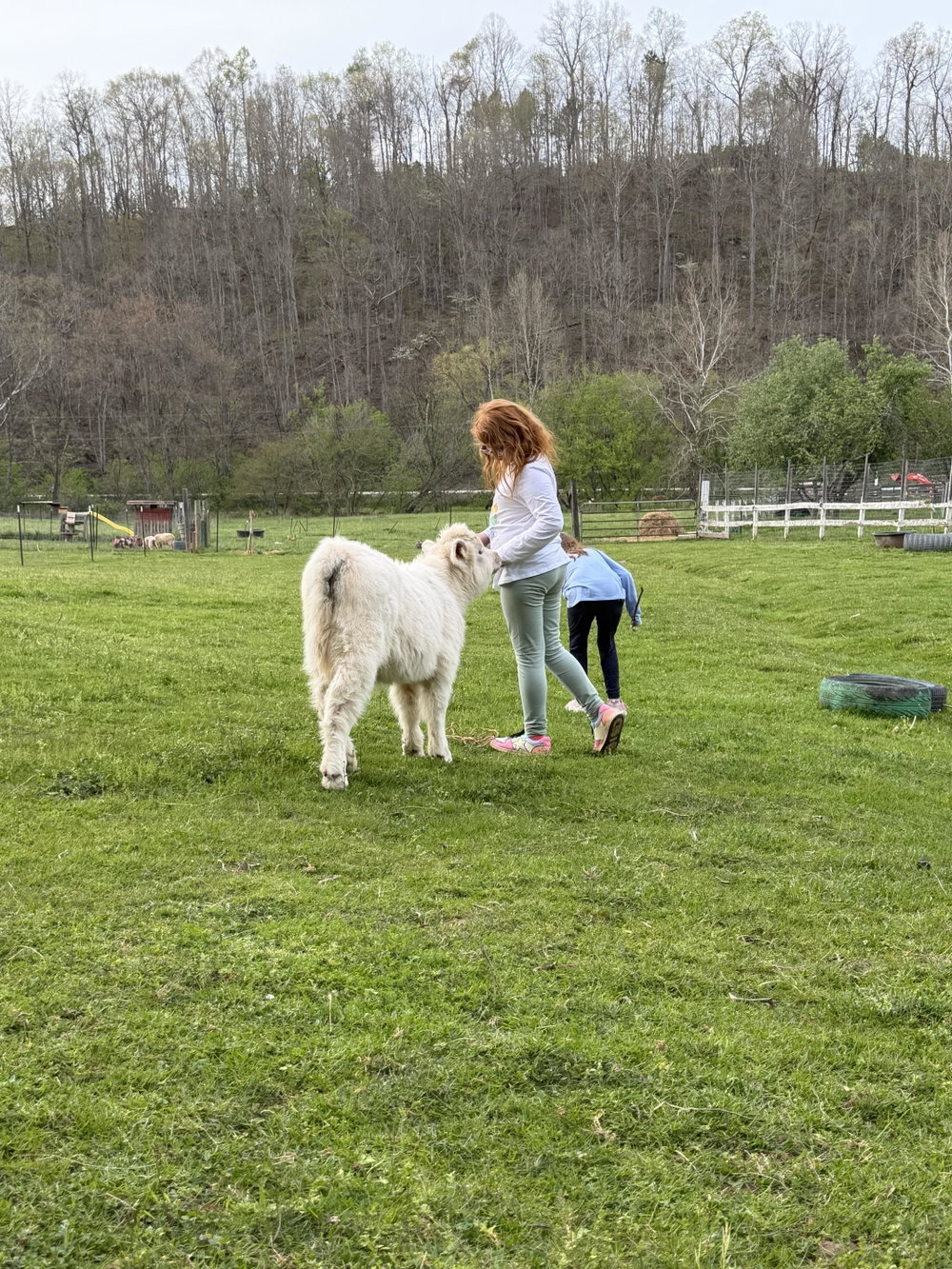 Five B Farm Boarding, photo 3