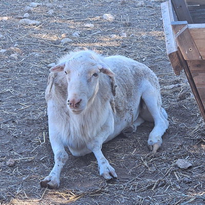 Thor profile picture