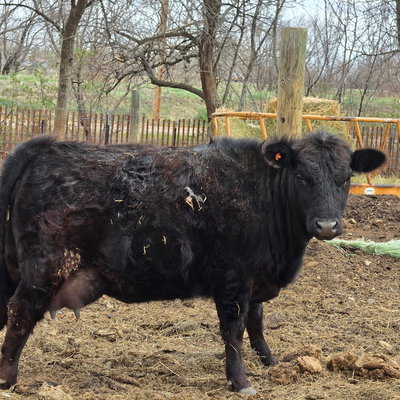 Little Bitch Cow-LBC profile picture