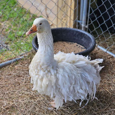 Goose profile picture
