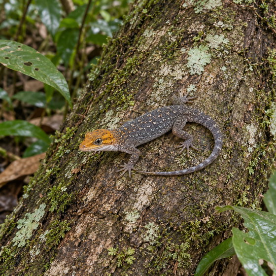 white-throated clawed gecko
