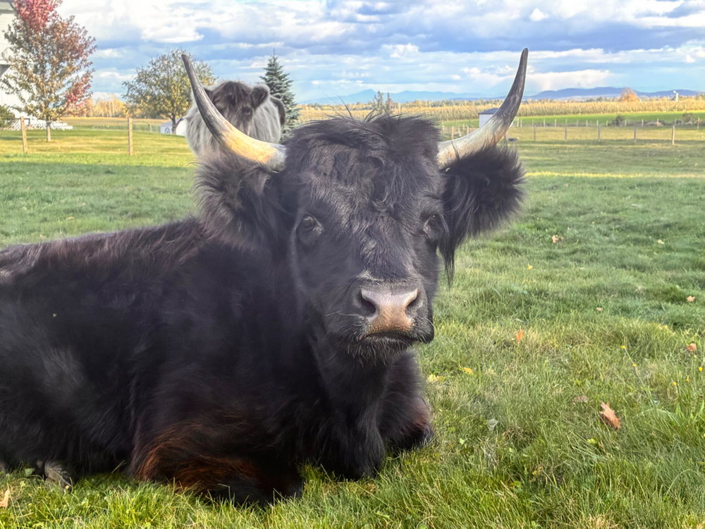 Private cow cuddles, photo 7