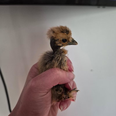 Chicky 20 profile picture