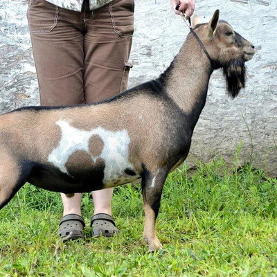 Old Mountain Farm Swift Elk ++*B profile picture