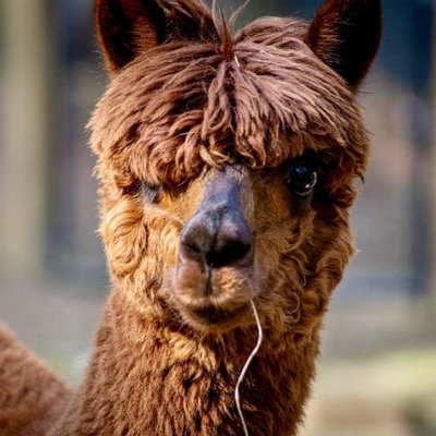 SnickerDoodle profile picture