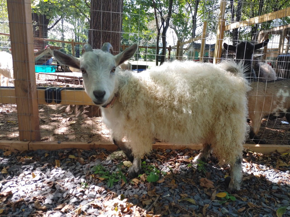 Goat Hangout, photo 1