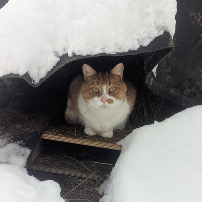 Scottie profile picture